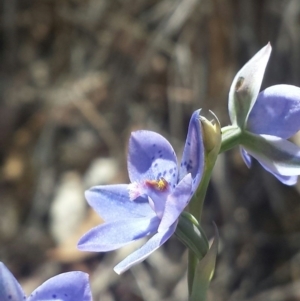 Thelymitra juncifolia at Aranda, ACT - 20 Oct 2015