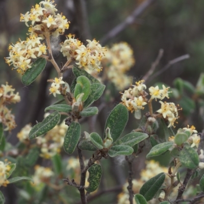 Pomaderris pallida (Pale Pomaderris) at Bullen Range - 18 Oct 2015 by KenT