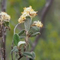 Pomaderris pallida at Coree, ACT - 18 Oct 2015