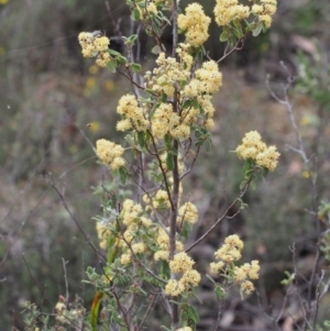 Pomaderris pallida at Coree, ACT - 18 Oct 2015