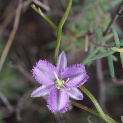 Thysanotus patersonii (Twining Fringe Lily) at Bullen Range - 18 Oct 2015 by KenT