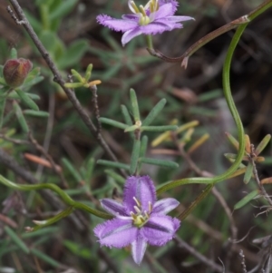 Thysanotus patersonii at Coree, ACT - 18 Oct 2015