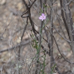 Thysanotus patersonii at Coree, ACT - 18 Oct 2015 11:32 AM