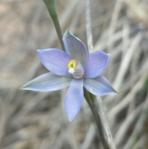 Thelymitra alpina at Aranda, ACT - suppressed