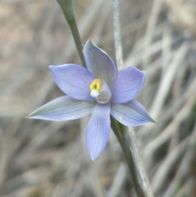 Thelymitra alpina (Mountain Sun Orchid) at Aranda, ACT - 20 Oct 2015 by MattM