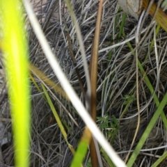 Thelymitra alpina at Aranda, ACT - 20 Oct 2015