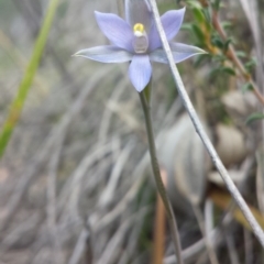 Thelymitra alpina at Aranda, ACT - suppressed