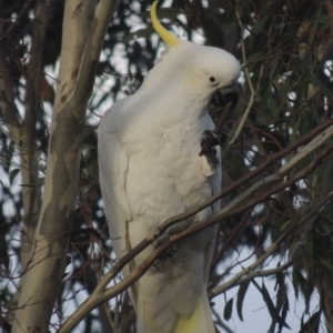 Cacatua galerita at Conder, ACT - 18 Oct 2016