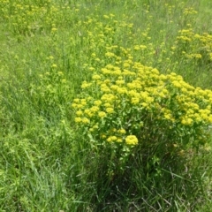 Euphorbia oblongata (Egg-leaf Spurge) at Jerrabomberra, ACT - 20 Oct 2015 by Mike