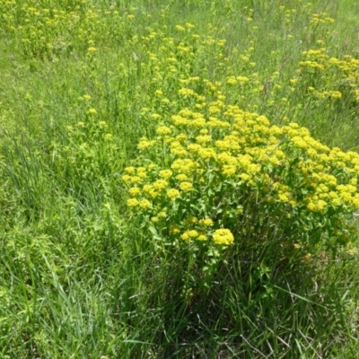 Euphorbia oblongata (Egg-leaf Spurge) at Jerrabomberra, ACT - 19 Oct 2015 by Mike