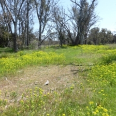 Euphorbia oblongata at Jerrabomberra, ACT - 20 Oct 2015