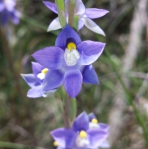 Thelymitra peniculata at Cook, ACT - suppressed