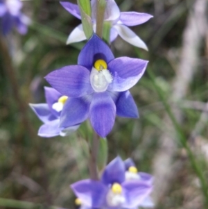 Thelymitra peniculata at Cook, ACT - 20 Oct 2015