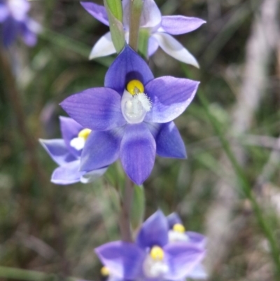 Thelymitra peniculata (Blue Star Sun-orchid) at Cook, ACT - 20 Oct 2015 by MattM