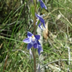 Thelymitra peniculata at Cook, ACT - suppressed