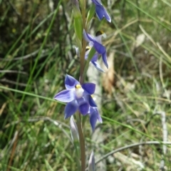 Thelymitra peniculata at Cook, ACT - 20 Oct 2015
