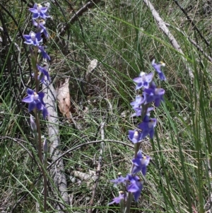 Thelymitra peniculata at Cook, ACT - suppressed