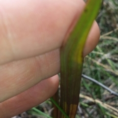 Thelymitra peniculata at Cook, ACT - suppressed