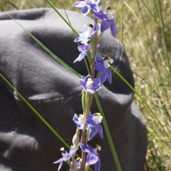 Thelymitra peniculata at Cook, ACT - suppressed