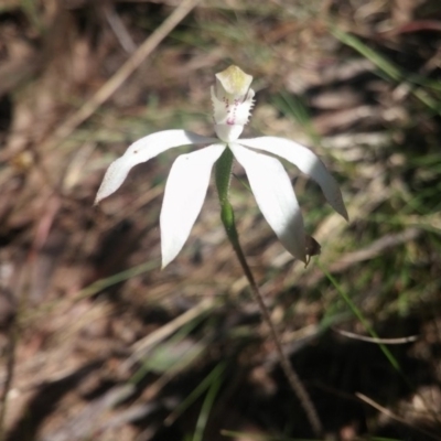 Caladenia moschata (Musky Caps) at Acton, ACT - 20 Oct 2015 by UserqkWhnHBE