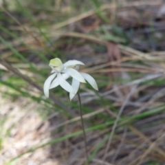 Caladenia sp. at Point 4558 - 20 Oct 2015 by UserqkWhnHBE