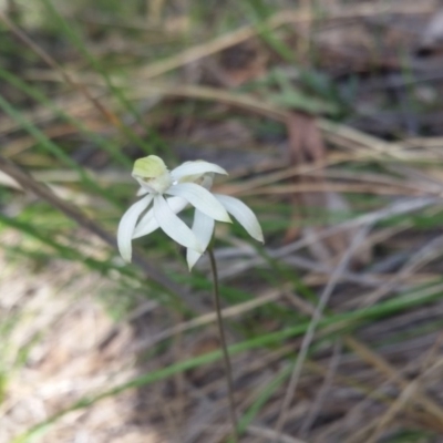 Caladenia sp. (A Caladenia) at Canberra Central, ACT - 20 Oct 2015 by UserqkWhnHBE