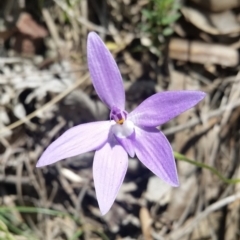Glossodia major (Wax Lip Orchid) at Point 4558 - 20 Oct 2015 by UserqkWhnHBE