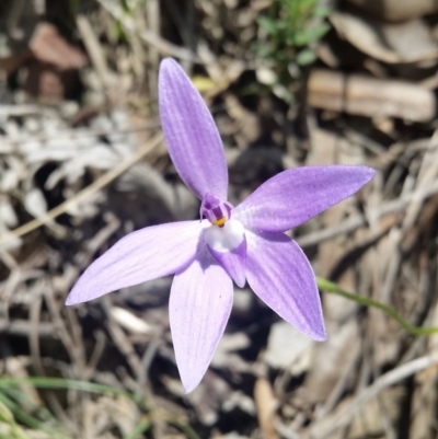 Glossodia major (Wax Lip Orchid) at Point 4558 - 20 Oct 2015 by UserqkWhnHBE