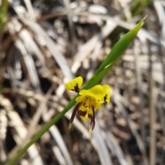 Diuris sulphurea (Tiger Orchid) at Black Mountain - 20 Oct 2015 by UserqkWhnHBE