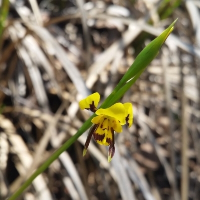 Diuris sulphurea (Tiger Orchid) at Point 4558 - 20 Oct 2015 by UserqkWhnHBE