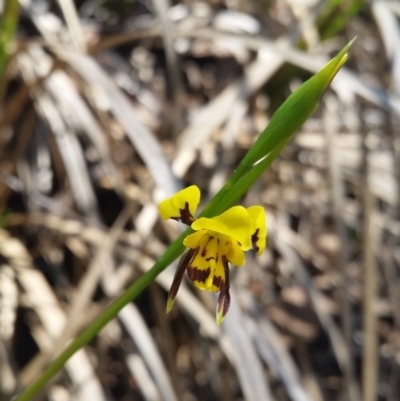 Diuris sulphurea (Tiger Orchid) at Black Mountain - 20 Oct 2015 by UserqkWhnHBE