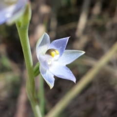 Thelymitra (Genus) (Sun Orchid) at Aranda, ACT - 20 Oct 2015 by MattM