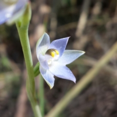 Thelymitra sp. (A Sun Orchid) at Aranda, ACT - 19 Oct 2015 by MattM