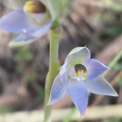 Thelymitra sp. at Aranda, ACT - 20 Oct 2015