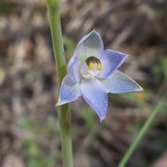 Thelymitra sp. at Aranda, ACT - 20 Oct 2015