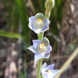 Thelymitra sp. at Aranda, ACT - 20 Oct 2015