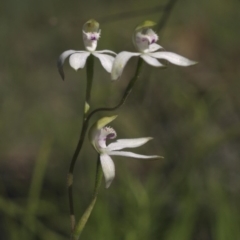 Caladenia moschata (Musky Caps) at Molonglo Valley, ACT - 19 Oct 2015 by ColinMacdonald