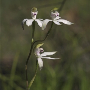 Caladenia moschata at Point 4376 - suppressed