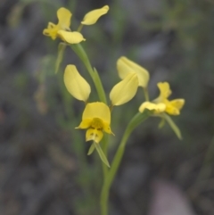 Diuris nigromontana (Black Mountain Leopard Orchid) at Molonglo Valley, ACT - 19 Oct 2015 by ColinMacdonald