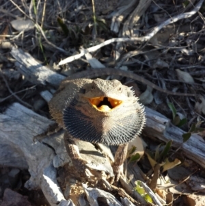 Pogona barbata at Canberra Central, ACT - 14 Oct 2015