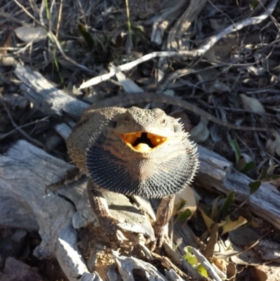 Pogona barbata (Eastern Bearded Dragon) at Black Mountain - 14 Oct 2015 by MattM