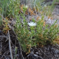 Stellaria pungens (Prickly Starwort) at Greenway, ACT - 18 Oct 2015 by michaelb