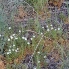 Stellaria pungens at Greenway, ACT - 18 Oct 2015 07:02 PM