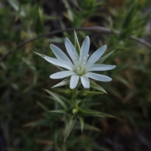 Stellaria pungens at Conder, ACT - 26 Sep 2015