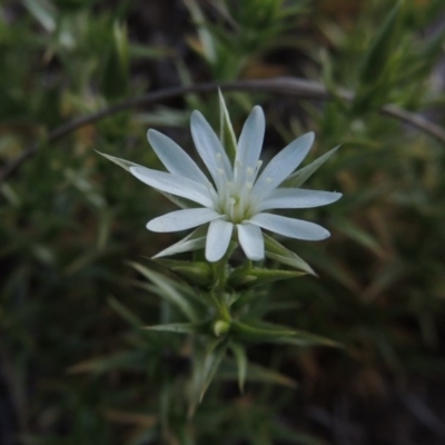 Stellaria pungens (Prickly Starwort) at Conder, ACT - 25 Sep 2015 by michaelb