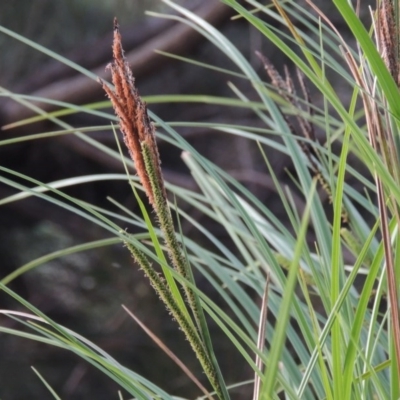 Carex polyantha (A Sedge) at Greenway, ACT - 18 Oct 2015 by MichaelBedingfield