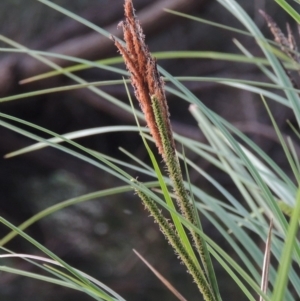 Carex polyantha at Greenway, ACT - 18 Oct 2015