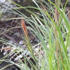 Carex polyantha at Greenway, ACT - 18 Oct 2015