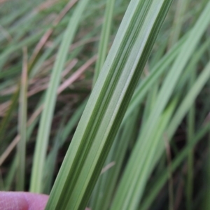 Carex polyantha at Greenway, ACT - 18 Oct 2015