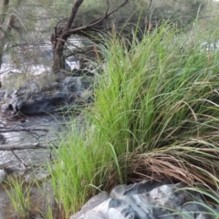 Carex polyantha at Greenway, ACT - 18 Oct 2015